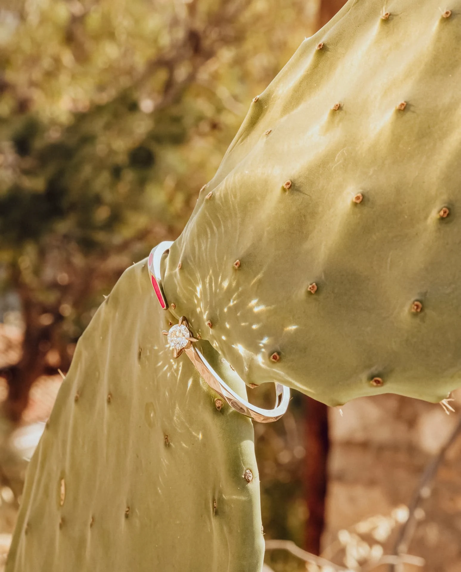 Nova Chroma bangle resting on a prickly pear cactus in golden light