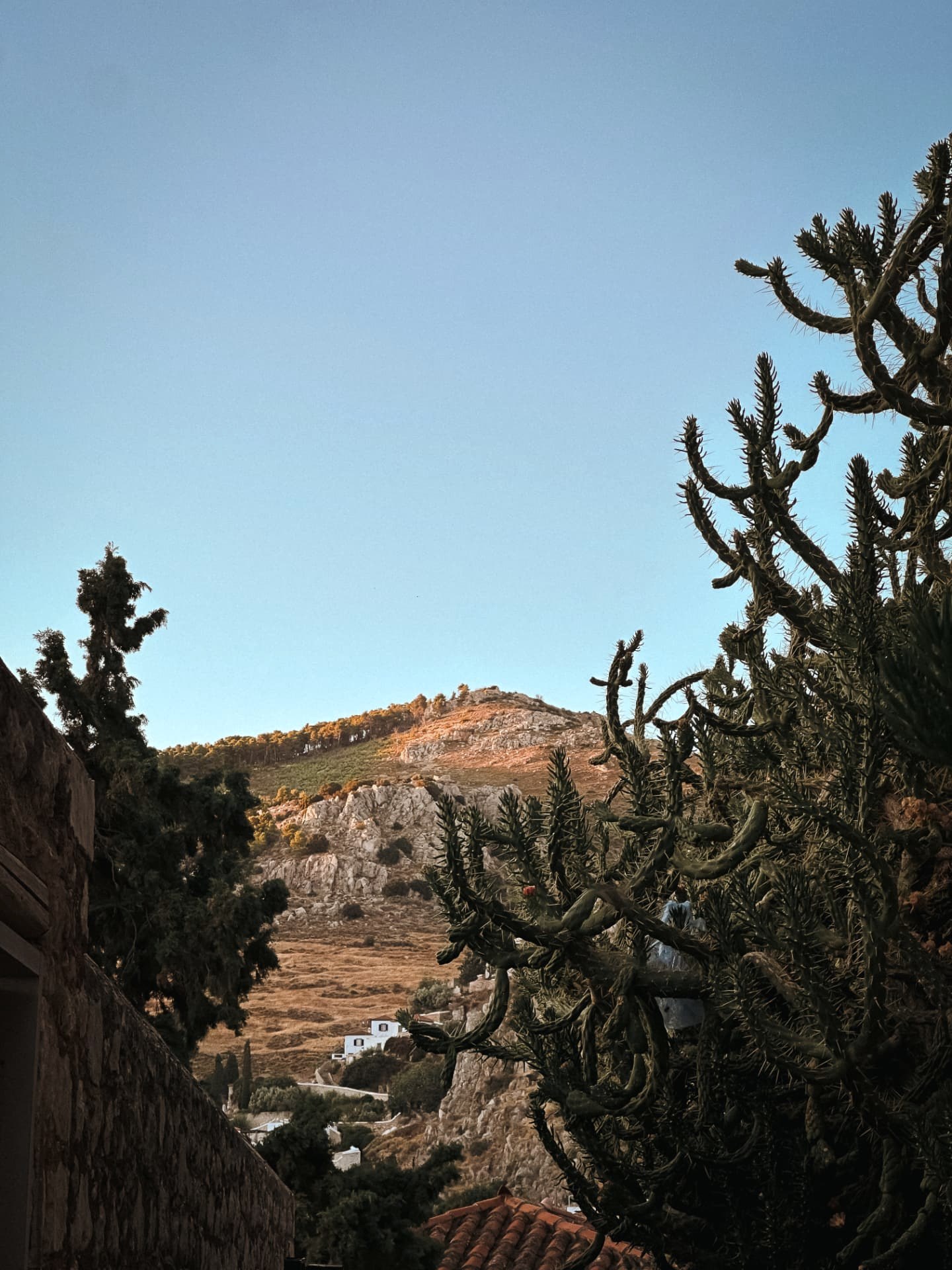 Cactus and hillside above Hydra in early morning light
